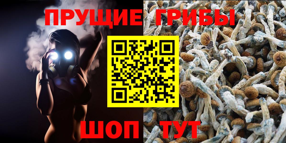 Тулун  купить   Вход с VPN  Псилоцибиновые грибы Psilocybe 